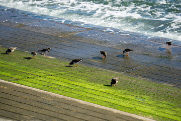 Gabbiani, piccoli e grandi, in giro per la città di  Lisbona, Portogallo
