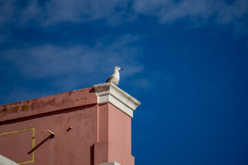 Gabbiani, piccoli e grandi, in giro per la citt&agrave; di  Lisbona, Portogallo
