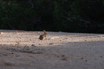 Conejo tomando el sol en claro del bosque de pinos de los Arenales del Sol, Alicante, España