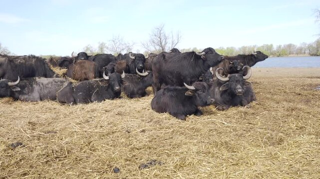 The camera zooms in on a herd of Water Buffaloes resting and feeding on hay in a meadow at nature reserve on a river background, Slow motion