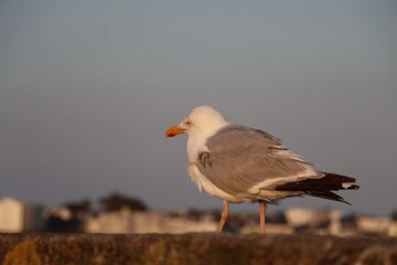 black headed gull