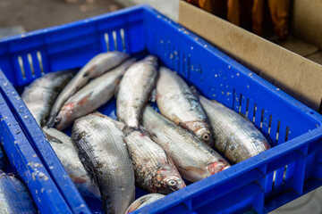 Fresh fish sold by street vendors in boxes.