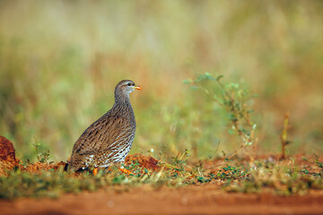 Natal francolin walking in the grass in Greater Kruger National park, South Africa ; Specie Pternistis natalensis family of Phasianidae