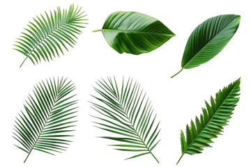 collection of six different types of green leaves. showcasing various shapes and textures the leaves are arranged aesthetically against a white background. emphasizing their vibrant colors and natural