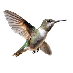 Fototapeta premium a detailed of a hummingbird in mid-flight. showcasing its vibrant feathers and intricate wing movement against a plain background the photograph captures the grace and agility of this small bird. emph