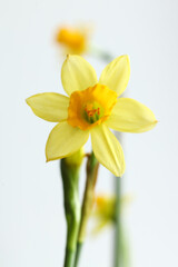 Narcissus flower isolated on white background, shallow dof