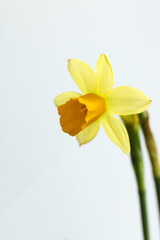 Narcissus flower isolated on white background, shallow dof