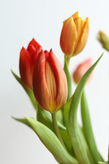 Naklejka premium Colorful tulips on white background, closeup. Spring flowers