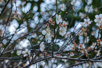 梅の花のおしゃべり