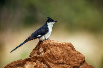 Pied Cuckoo standing on a rock isolated in natural background in Greater Kruger National park, South Africa ; Specie Clamator jacobinus family of Cuculidae