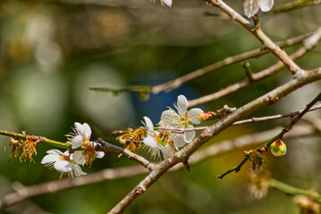 梅の花は冬の象徴