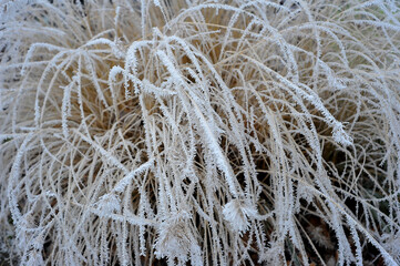dry grass in the frost on a white background