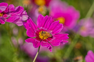 Obraz premium 花粉を纏う蜂