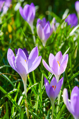 Fresh purple crocus flowers emerging from a lush green meadow. The sunlight illuminates the delicate petals, creating a springtime scene