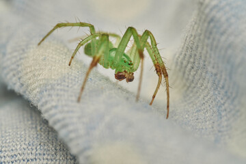 Green Spider in Close Up Detail