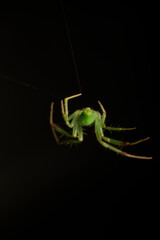 Close Up of Green Spider on Silk Web