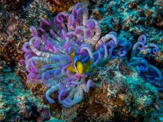 Clownfish on purple anemone