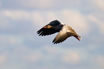 Graugans im Herbst an der Ostsee