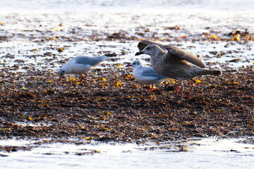 Junge Silbermöwe und Lachmöwen im Herbst an der Ostsee