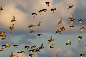 Ein Schwarm Stare im Herbst bei der Futtersuche an der Ostsee