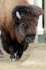 Fototapeta premium バイソン