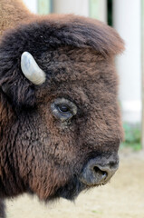 Fototapeta premium バイソン