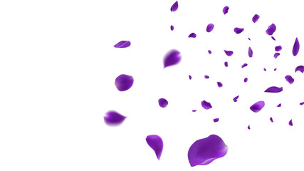  February 14 petals of a purple rose fly far into the distance. isolated background.