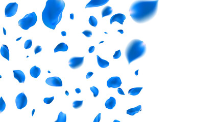  February 14 petals of a light blue rose fly far into the distance. isolated background.