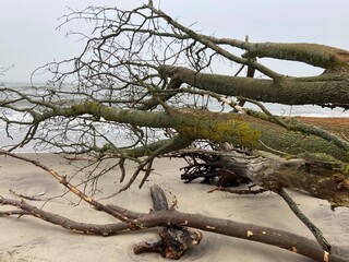 Russia, Kaliningrad region, Baltic sea, Curonian Spit. Trees on the shore fallen from the foredunes...