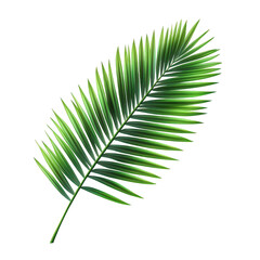 single. vibrant green palm leaf positioned against a clean. white background the leaf showcases a rich texture and detailed fronds. emphasizing its natural beauty and tropical essence. making it suita