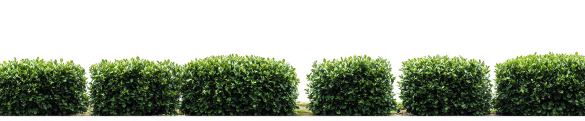 Obraz premium series of neatly trimmed green bushes arranged in a row against a plain white background. creating a clean and minimalist aesthetic the uniformity and vibrant color of the bushes suggest a well-mainta
