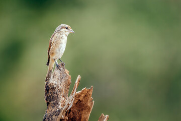 Red-backed Shrike juvenile standing on dead tronc isolated in blur background in Greater Kruger National park, South Africa ; Specie Lanius collurio family of Laniidae