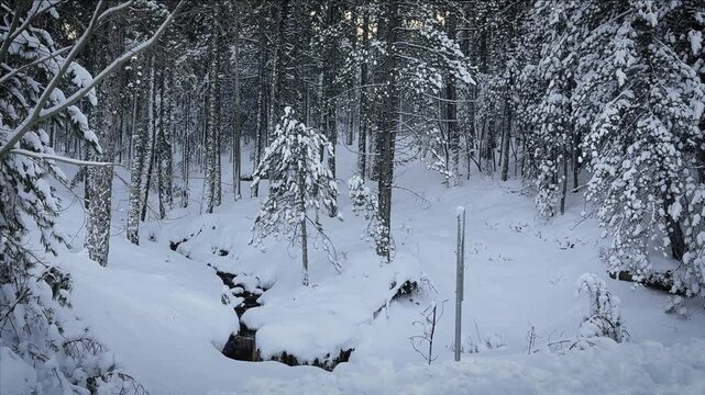 Serene Winter Forest in Kaz Daglari (Kaz Dagi) National Park. Snowy Nature Landscape. Ida Mountains, Balikesir, Turkey