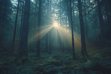 Obraz premium Morning sunrays shine through towering trees in a tranquil forest, casting light and creating a serene, peaceful atmosphere amidst lush foliage and ferns.