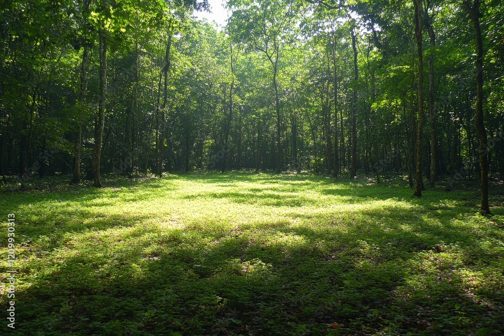 Poster a serene forest clearing bathed in warm sunlight, surrounded by tall trees and a lush carpet of gree