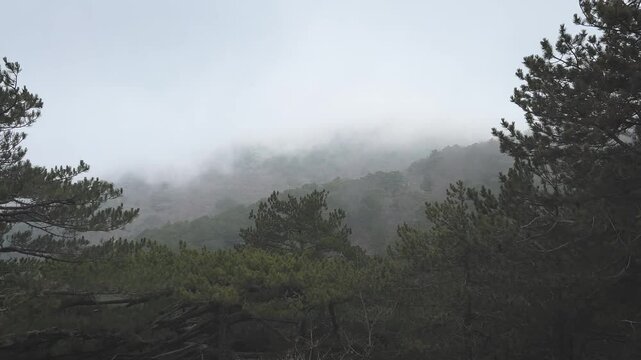 Beautiful Foggy Forest with Pine Trees and Fast Fog Transitions, Nature Background in Kazdaglari (Kaz Dagi) National Park. Balikesir, Turkey