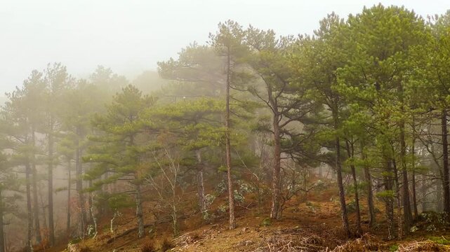 Beautiful Misty Forest in Kazdaglari (Ida Mountains) National Park, Balikesir, Turkey. 