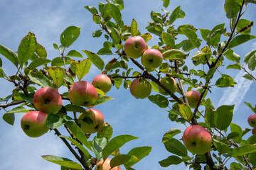 Ripe apples on a branch of apple tree on a sunny day. Blue sky background