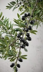 A branch covered in multiple branches with green and black olives, outdoor, landscape