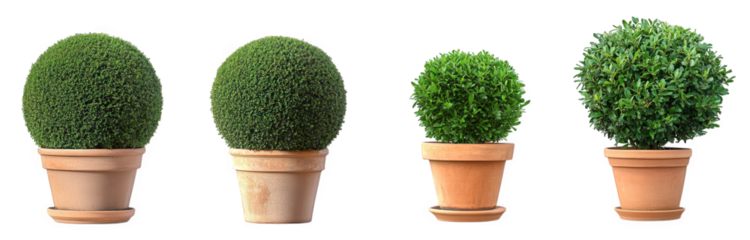four potted plants with spherical green foliage. showcasing different sizes and styles of pots the plants are designed to enhance indoor or outdoor spaces. adding a touch of greenery and aesthetic app