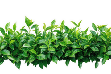 vibrant row of green leaves. showcasing a healthy and lush foliage against a white background this composition emphasizes the beauty of nature and can be used for various design purposes. including ba