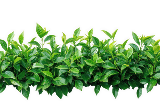 vibrant row of green leaves. showcasing a healthy and lush foliage against a white background this composition emphasizes the beauty of nature and can be used for various design purposes. including ba