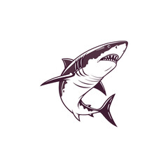 Great shark on white background