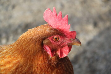 hen closeup