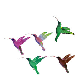 an illustrator of humming birds 