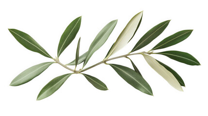 a single branch featuring elongated. green leaves with a subtle variegation. arranged elegantly to showcase their natural beauty  intricate details of the leaves. making it suitable for botanical stud