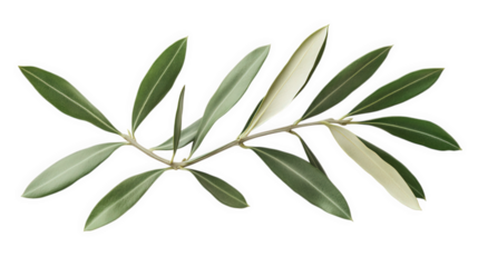 a single branch featuring elongated. green leaves with a subtle variegation. arranged elegantly to showcase their natural beauty  intricate details of the leaves. making it suitable for botanical stud