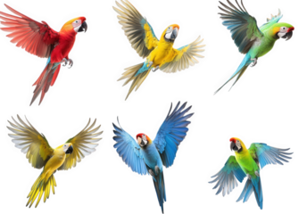 vibrant collection of five colorful parrots in flight. showcasing their striking plumage and dynamic poses against a white background this visually appealing representation highlights the beauty and d
