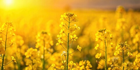 Obraz premium Golden Hour in a Vibrant Yellow Flower Field
