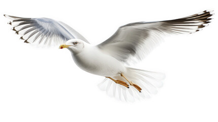a white bird with outstretched wings. soaring gracefully against a bright. clean background elegance and freedom of flight. emphasizing the bird's features and movement